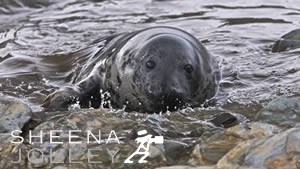 Grey Seal  pup   thick white fur  cute  cuddly  big eyes  anthropomorphic  mammal  animal   young cub  rocky islands  colourful rocks  harsh environment   survival sea waves  Inishark  Island  Galway Ireland  photograph  Grey Seal Pup - The Milky Way Kid.jpg Grey Seal Pup - The Milky Way Kid.jpg Grey Seal Pup - The Milky Way Kid.jpg Grey Seal Pup - The Milky Way Kid.jpg